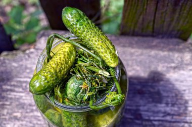 Lightly salted cucumbers and dill in a glass jar