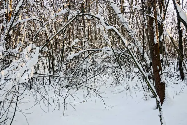 Winterwald Mit Bäumen Unter Dem Schnee — Stockfoto