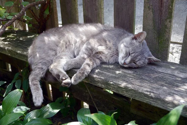 Szary Kot Leży Drewnianej Ławce Pobliżu Ogrodzenia Słoneczny Dzień — Zdjęcie stockowe