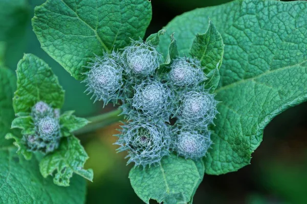 Viele Dornige Knospen Auf Einem Großen Klettenblatt Der Natur — Stockfoto