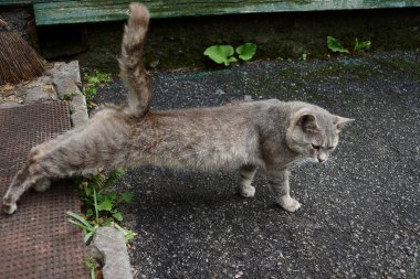 Gri kedi asfalt üzerinde avluda uzanır