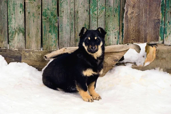 犬は雪の中のフェンスに座っている — ストック写真