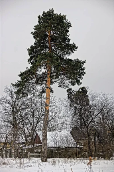 Große Kiefer Einem Bauernhaus Schnee — Stockfoto