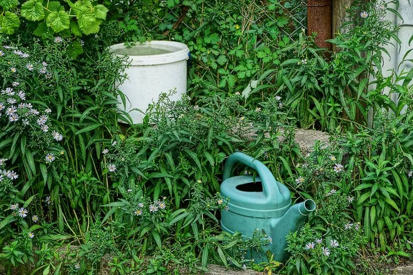 White bucket with water and watering can in green vegetation