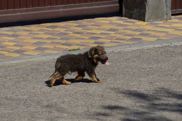 Pequeno Cachorro Marrom Corre Longo Asfalto — Fotografia de Stock