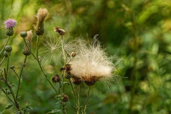 Knospen Mit Flaum Stiel Einer Wildpflanze Park — Stockfoto