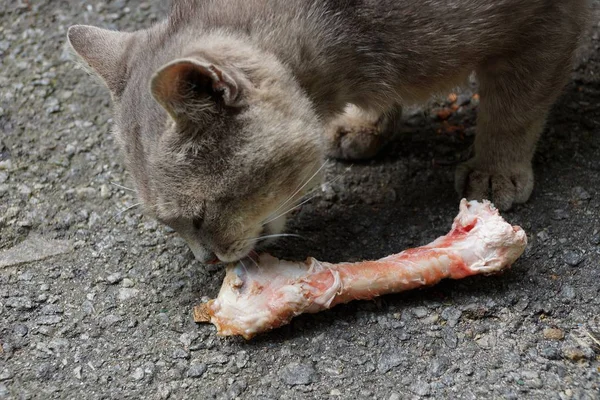 Szary Kot Jedzenia Surowego Kości Asfalcie Ulicy — Zdjęcie stockowe