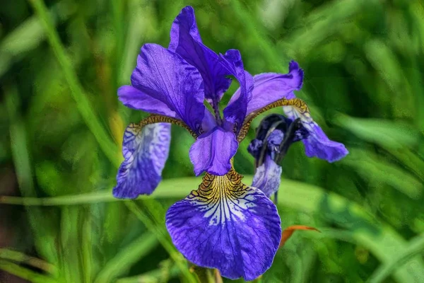 庭に咲く青い虹彩の花の芽 — ストック写真