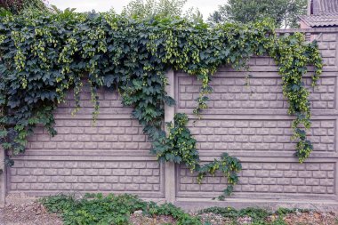 Sokakta yeşil bitkiler gri beton çit ile overgrown