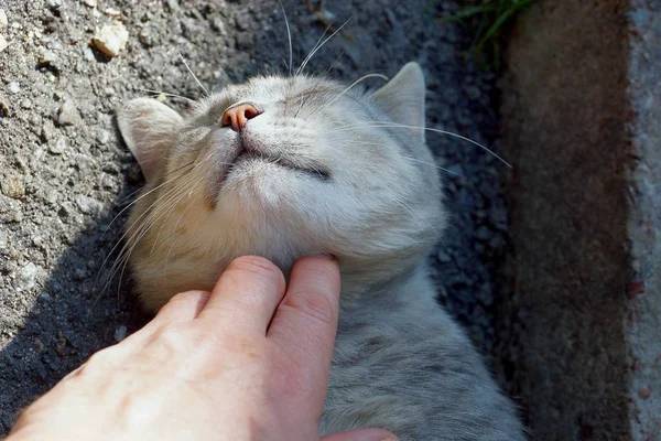 Hand Zerkratzt Den Hals Einer Schönen Grauen Katze — Stockfoto