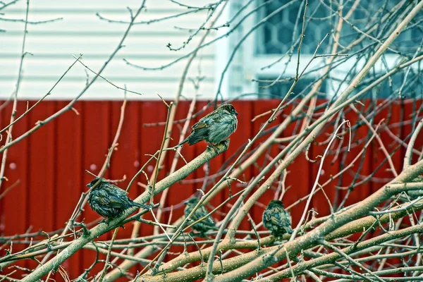 Grijze Mussen Een Tak Van Een Struik Buurt Van Het — Stockfoto