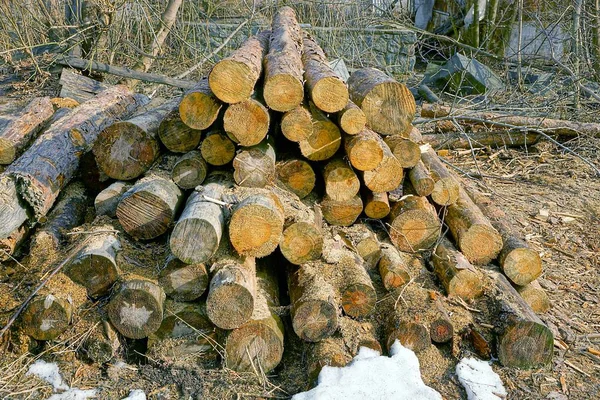 Tronchi Pino Nell Erba Secca Sulla Neve — Foto Stock