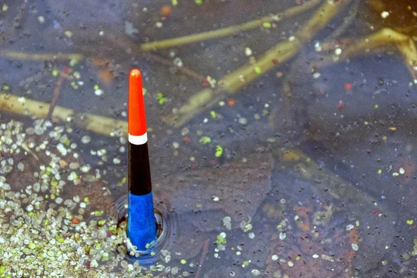 Flyta Vattnet Bland Gröna Duckweeds — Stockfoto