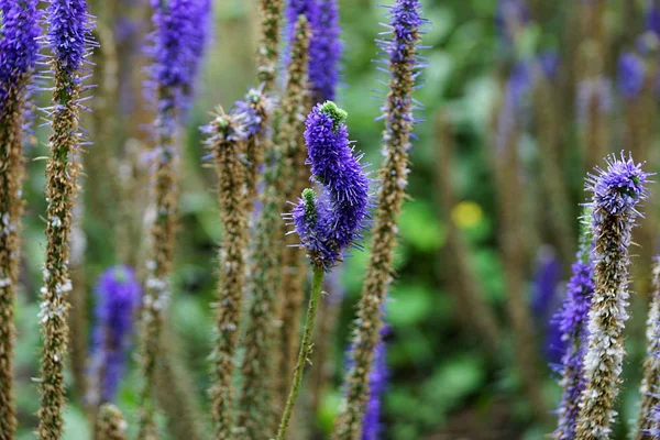 Blommande Blå Blommor Äng Sommardag — Stockfoto