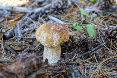 Beyaz mantar kuru iğneler ve yeşil yapraklar arasında yetişir