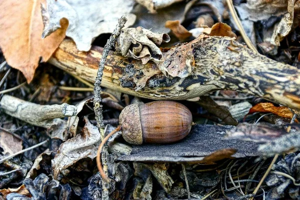 Gefallene Braune Eichel Unter Einem Trockenen Aststück — Stockfoto