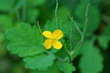 doğada yaprakları ile yeşil bir sap üzerinde celandine küçük yabani sarı çiçek