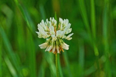 one white clover flower bud on a green background clipart
