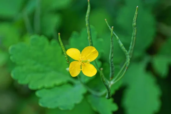 Small Wild Yellow Flower Celandine Green Stalk Leaves Nature — Stock Photo, Image