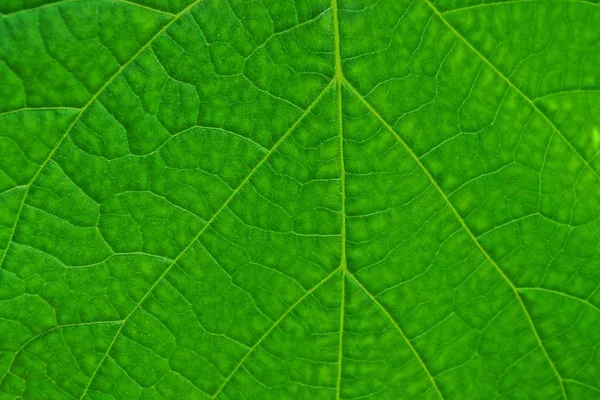 Tekstur Hijau Dari Selembar Daun Besar — Stok Foto