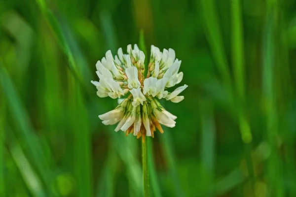 Brote Flor Trébol Blanco Sobre Fondo Verde —  Fotos de Stock