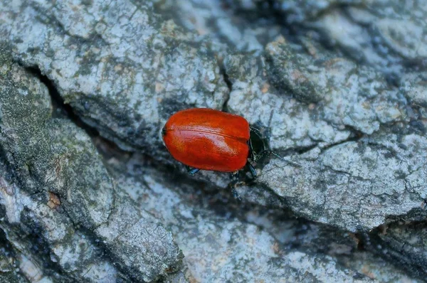 Escarabajo Rojo Sienta Corteza Gris Árbol — Foto de Stock