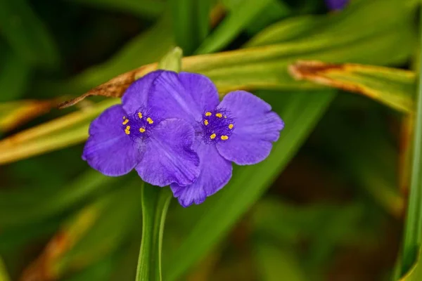 Two Small Blue Blooming Flowers Green Leaves — Stock Photo, Image