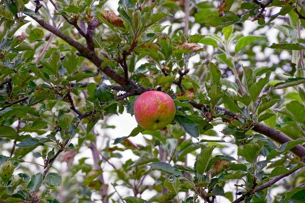 Červený Zralý Jablko Větvi Mezi Listy Zahradě — Stock fotografie