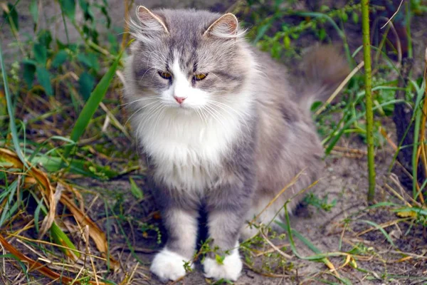 Chat Pelucheux Blanc Gris Assis Parmi Végétation Verte — Photo