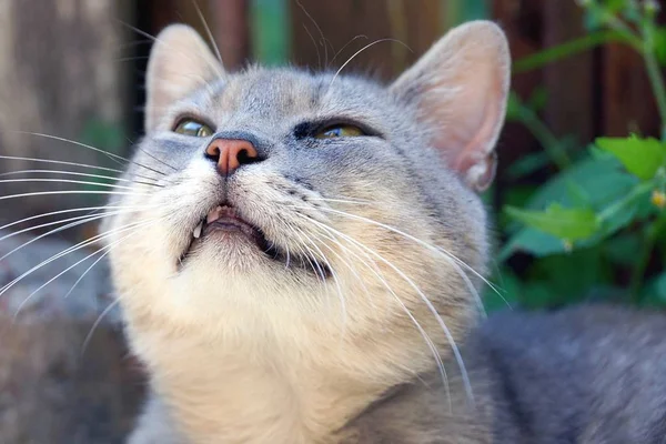 Graue Raubkatze Schaut Auf Während Sie Draußen Hof Sitzt — Stockfoto