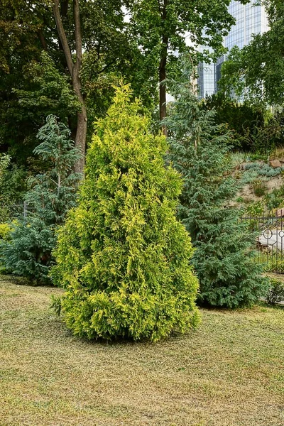 Ein Kleiner Nadelgrüner Baum Gras Stadtpark — Stockfoto