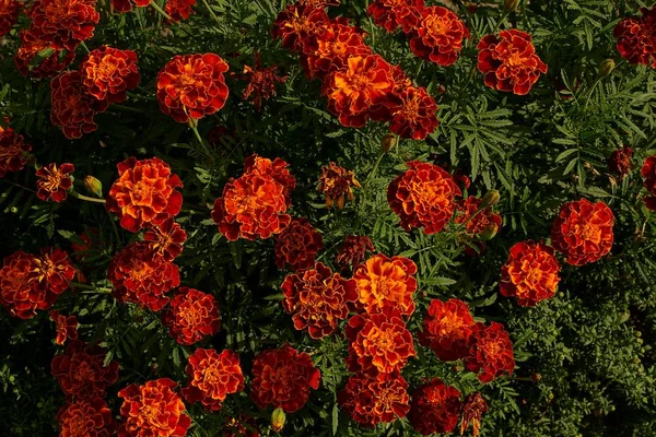Muitas Flores Vermelhas Canteiro Flores — Fotografia de Stock
