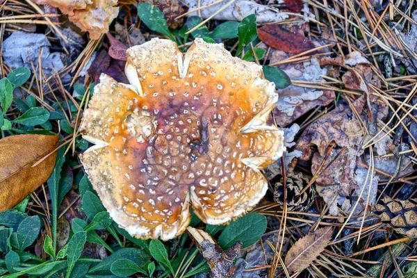 Rote Mütze Der Großen Amanita — Stockfoto