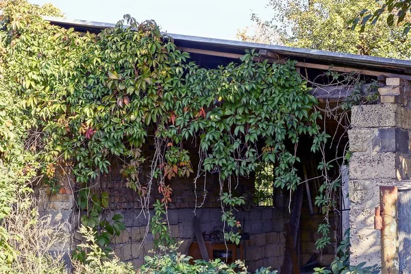 Overgrown with green vegetation old garden shed