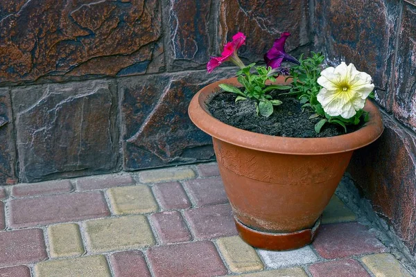 Blumentopf Mit Dekorativen Blumen Auf Einem Schwarzen Bürgersteig Der Nähe — Stockfoto