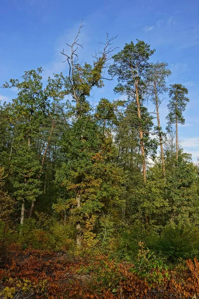 晴れた日の秋の落葉と松の森 — ストック写真