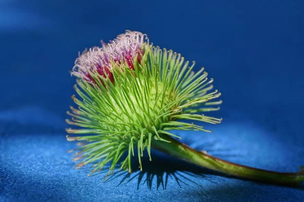 Grande Espinoso Rojo Verde Bardana Brote Encuentra Una Mesa Azul —  Fotos de Stock