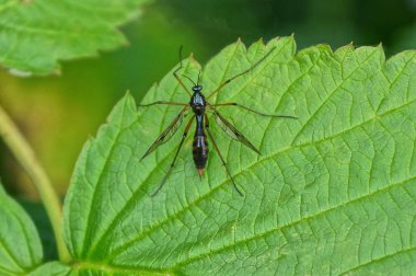 bir bitkinin yeşil yaprağı üzerinde oturan büyük bir siyah sivrisinek