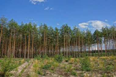 gökyüzüne karşı ormanın kenarında uzun boylu yeşil iğne yapraklı çam ağaçları satır 