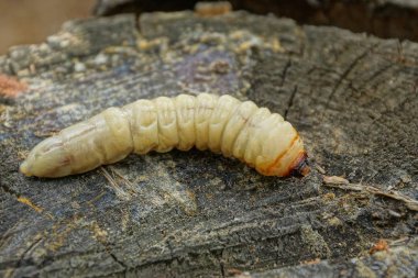 bir büyük uzun beyaz larva ormanda gri ahşap yatıyor