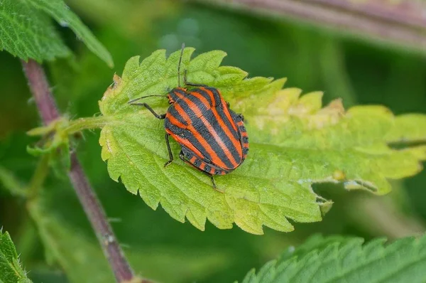 Stora Randiga Beetle Sitter Ett Grönt Blad Nässlor — Stockfoto