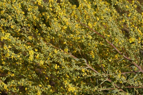 Textuur Van Gele Bloemen Van Hypericum Een Groene Struik Het — Stockfoto