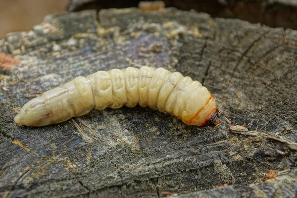 Een Grote Lange Witte Larve Ligt Grijs Hout Het Bos — Stockfoto