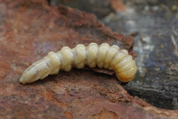 Una Larva Blanca Larga Grande Miente Corteza Marrón —  Fotos de Stock
