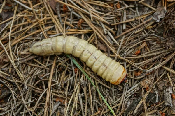 Una Larva Blanca Grande Miente Las Agujas Secas Bosque — Foto de Stock