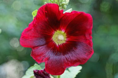 bahçede bir sap üzerinde büyük bir kırmızı çan çiçek