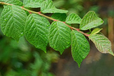 Bahçede bir ağaç üzerinde yeşil yaprakları ile ince dal