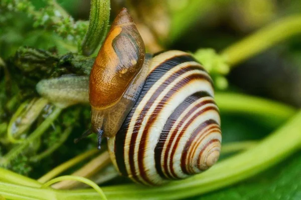 snails sit on a branch among green vegetation