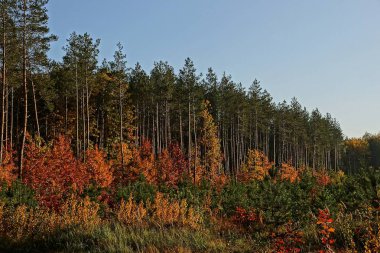 Mavi bir gökyüzü güneşli bir sonbahar bir ormandaki yüksek ağaçları