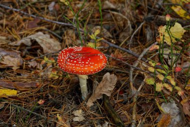 Sonbahar ormanlarında ot ve yaprakların kuru dallarında parlak kırmızı sinek agarik